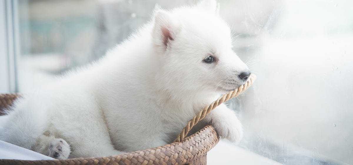 can-dogs-smell-through-glass