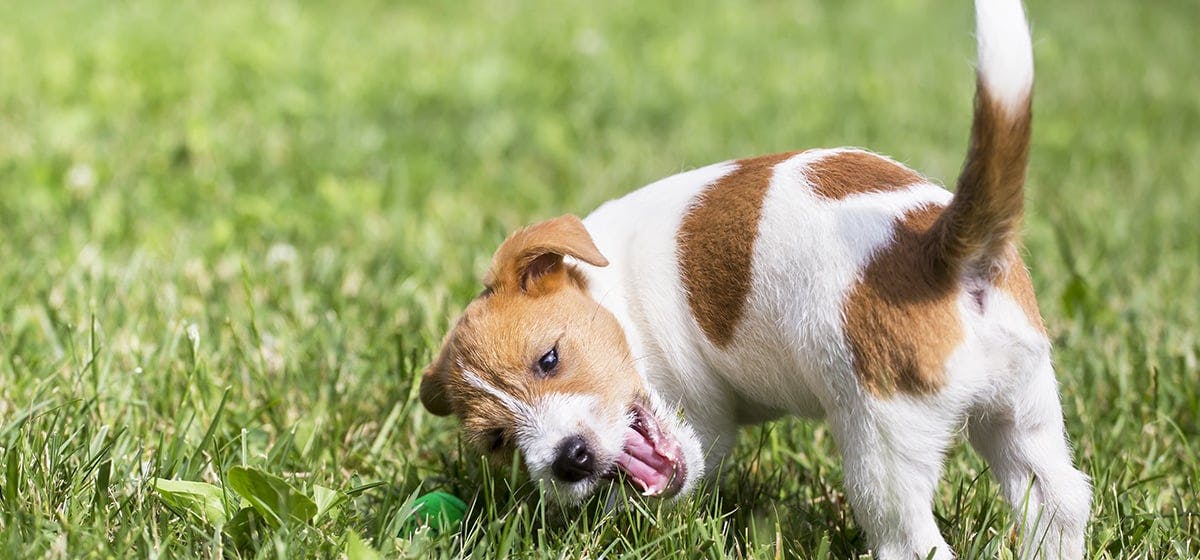 Can Dogs Feel Their Tail Wag