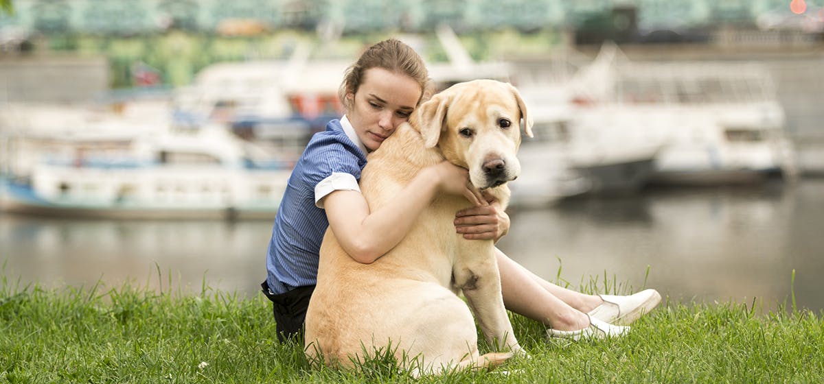 can-dogs-feel-nettle-stings