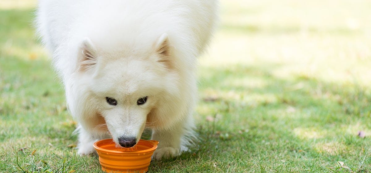 can-dogs-taste-fishy-food