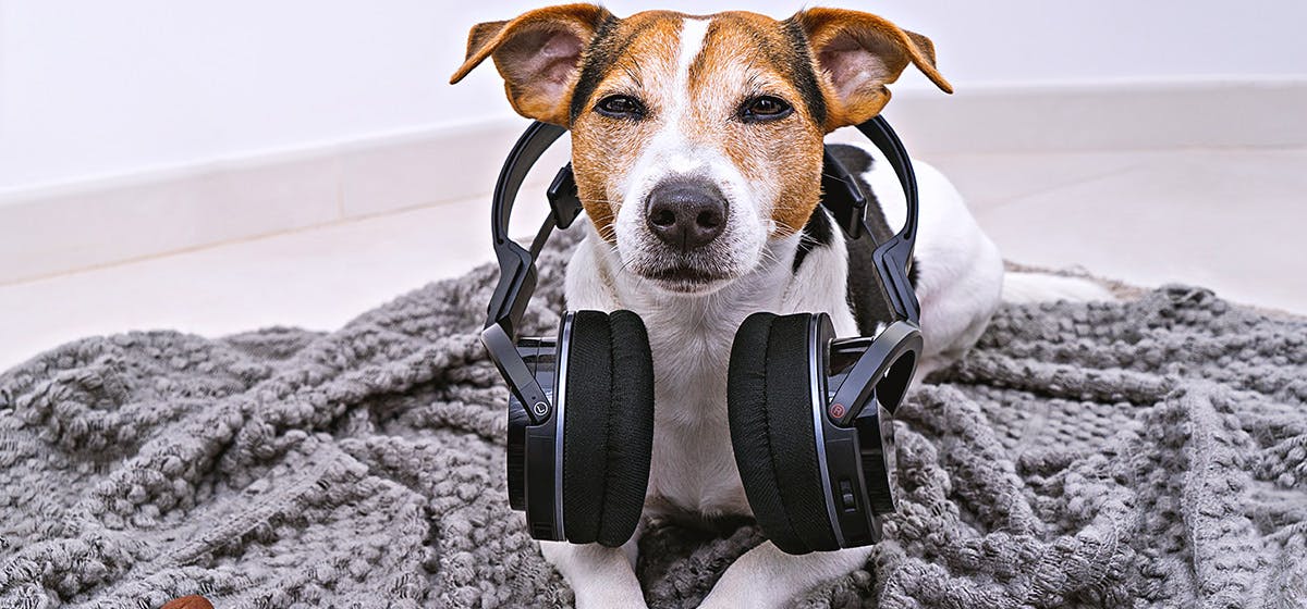 can-dogs-hear-music-through-headphones