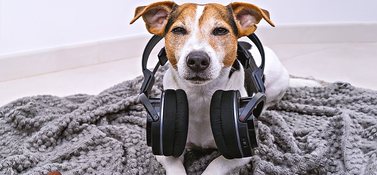 Dog with outlet earphones