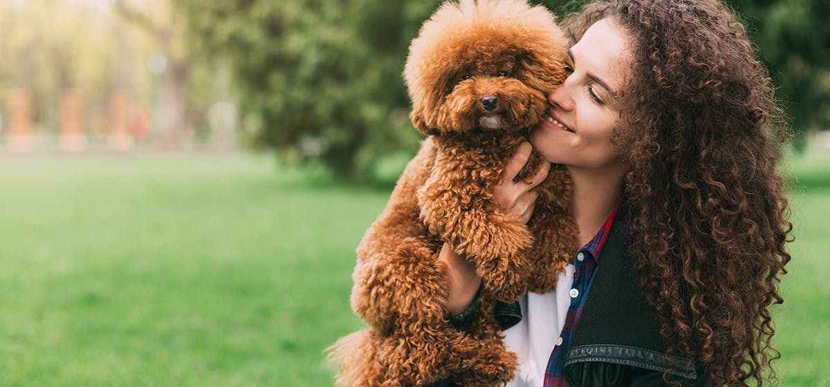 kissing teddy bear dog