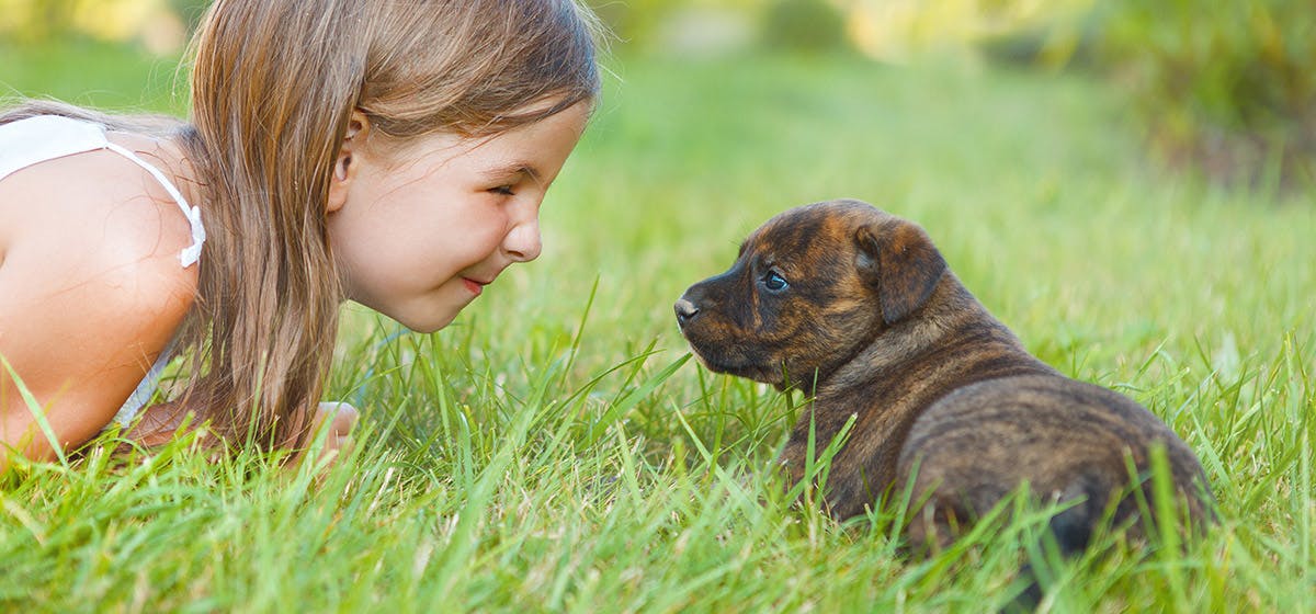 can-dogs-hear-better-than-humans