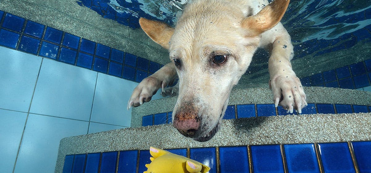 can dogs put their noses underwater