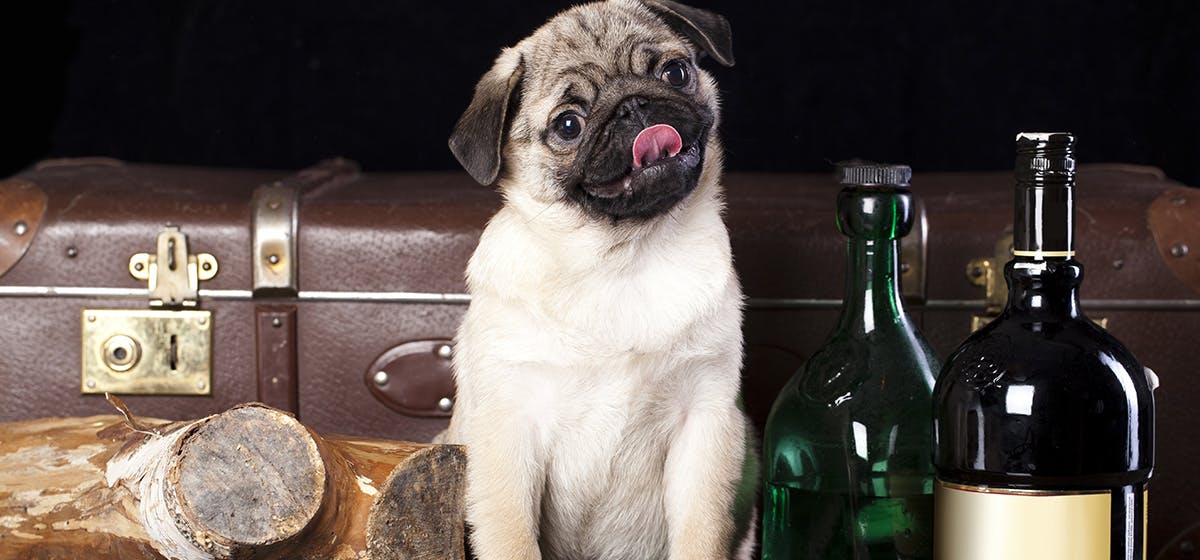 can-dogs-have-alcohol