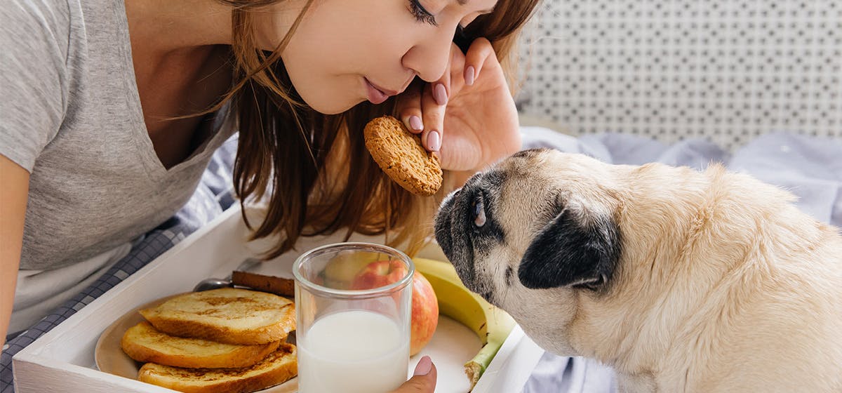 can-dogs-taste-the-same-as-humans
