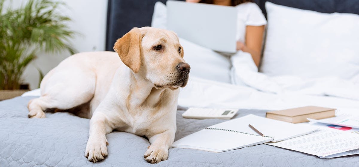 can-dogs-hear-bluetooth