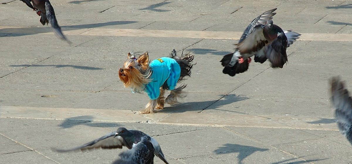 Can Dogs Live With Pigeons Wag