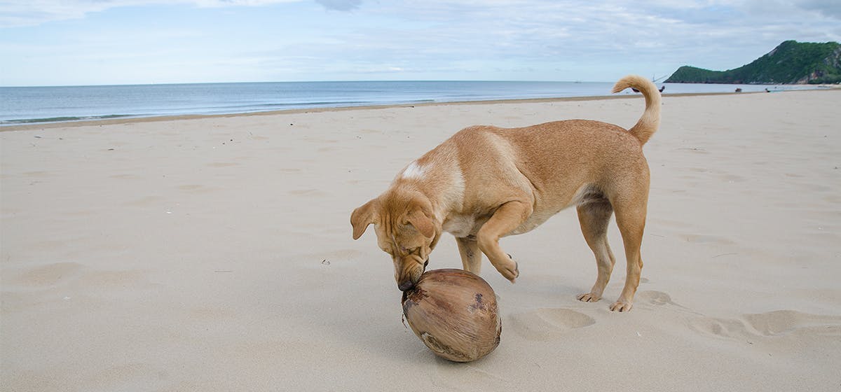 can-dogs-taste-coconut-water