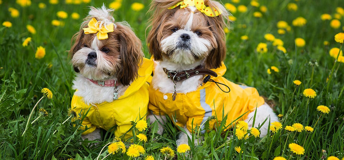 can-dogs-smell-flowers