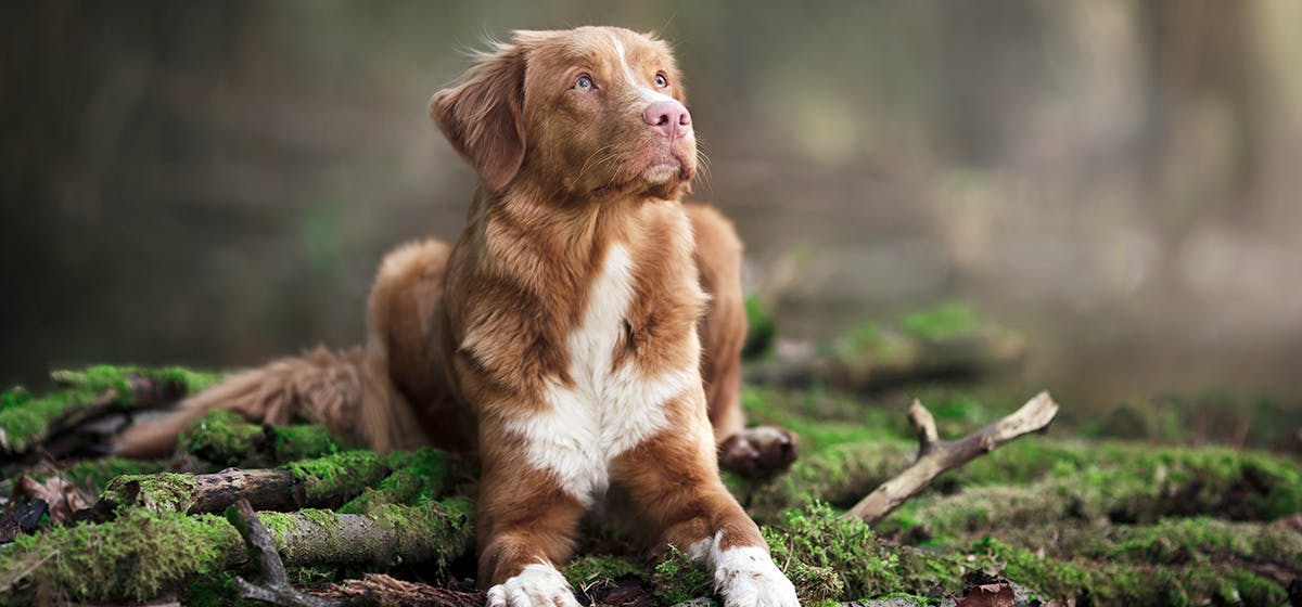 can-dogs-live-with-geckos