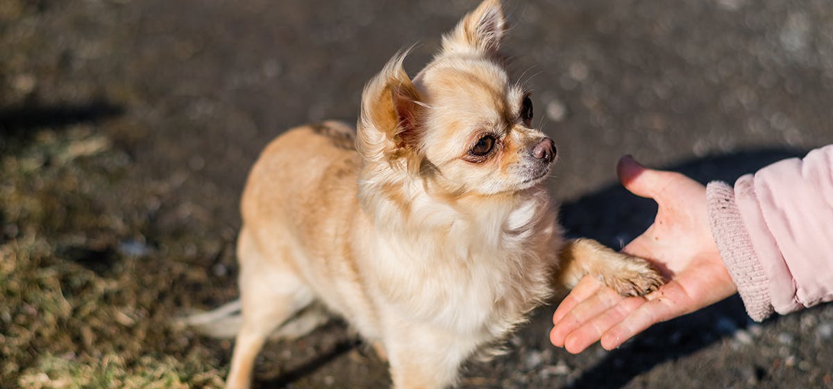 can-dogs-live-with-3-legs