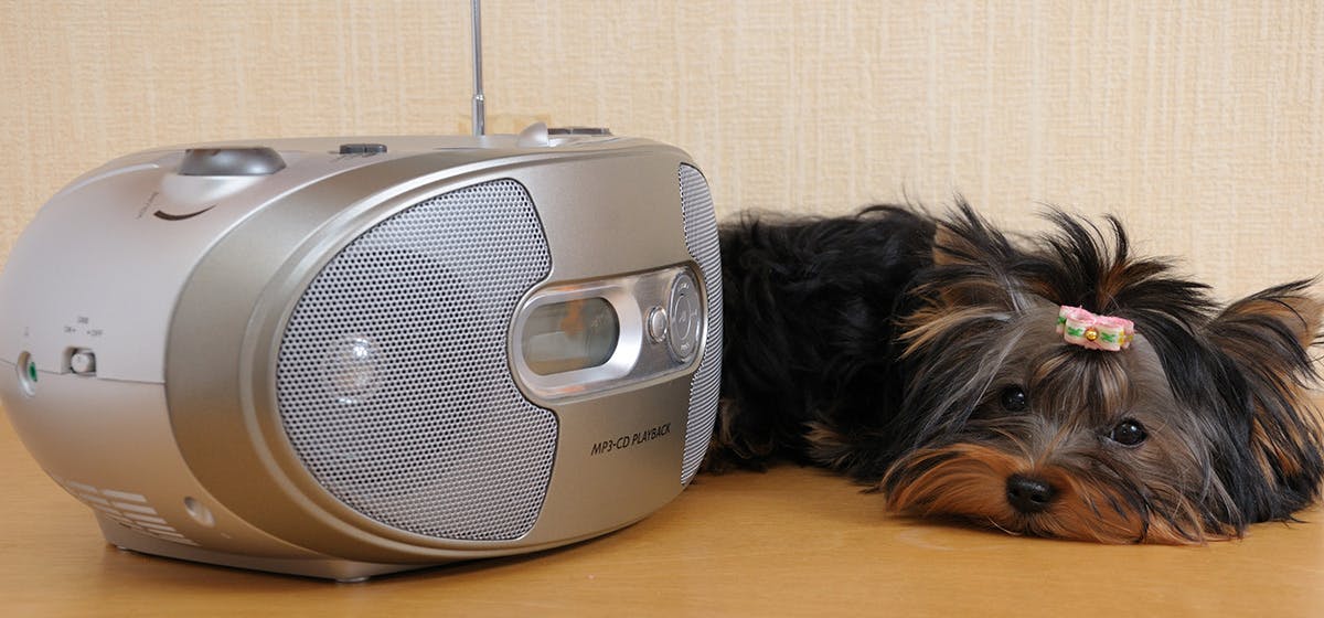 can-dogs-hear-high-frequency-sounds