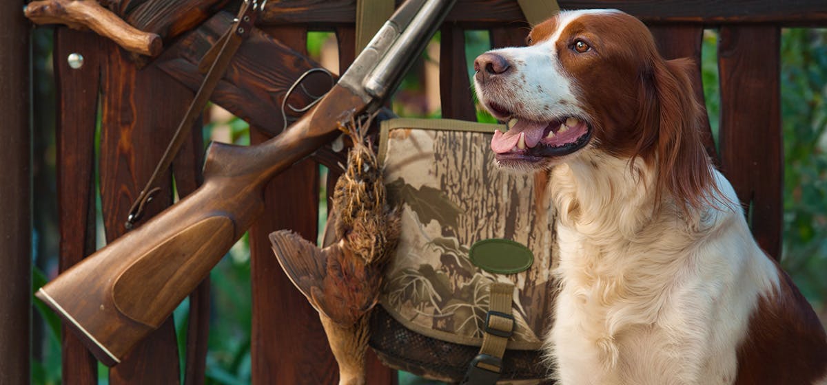 are police dogs trained to smell guns