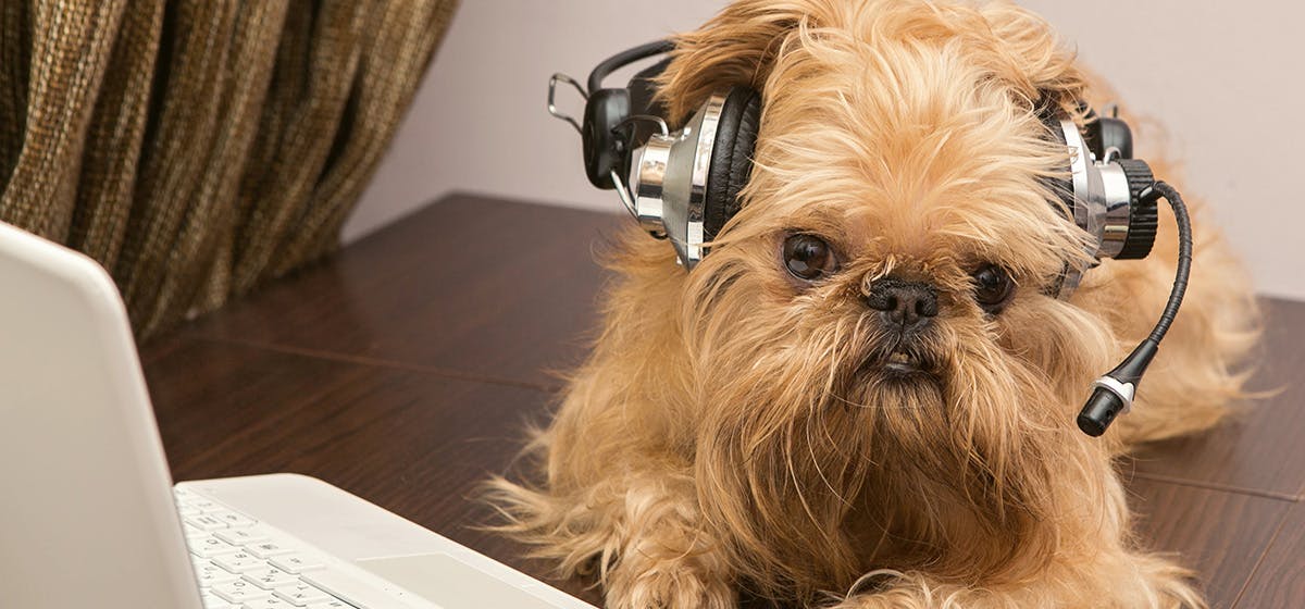 can dogs listen to music