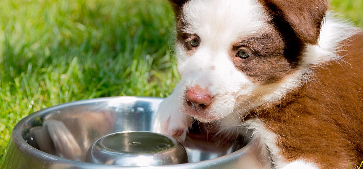 can-a-dog-smell-through-water