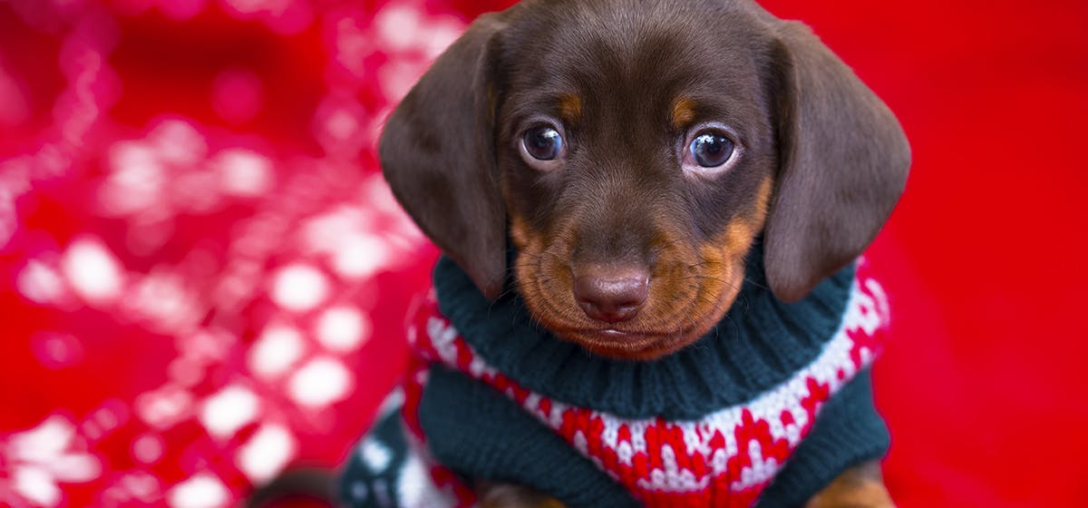 Can Dogs Feel Claustrophobic Wag