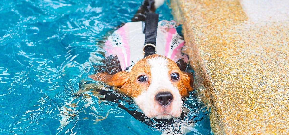 where can dogs swim in los angeles