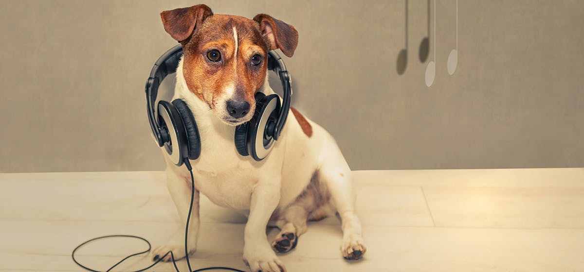 can-dogs-like-music