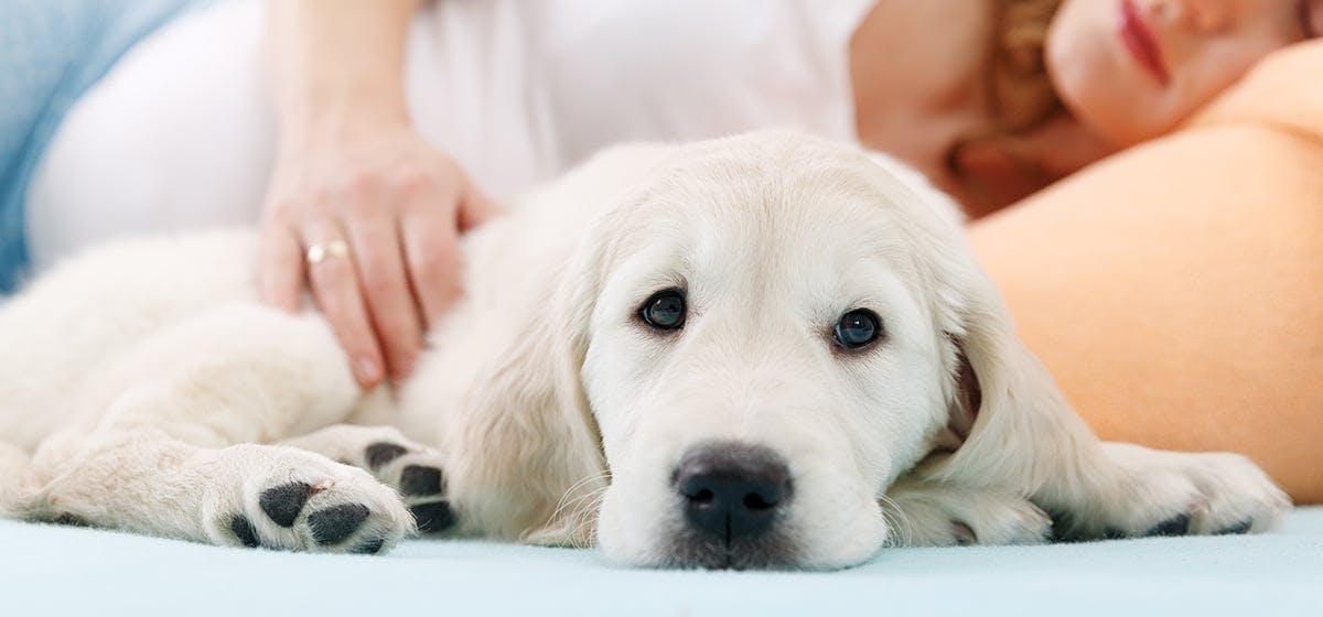 Can Dogs Smell When Someone Is Pregnant