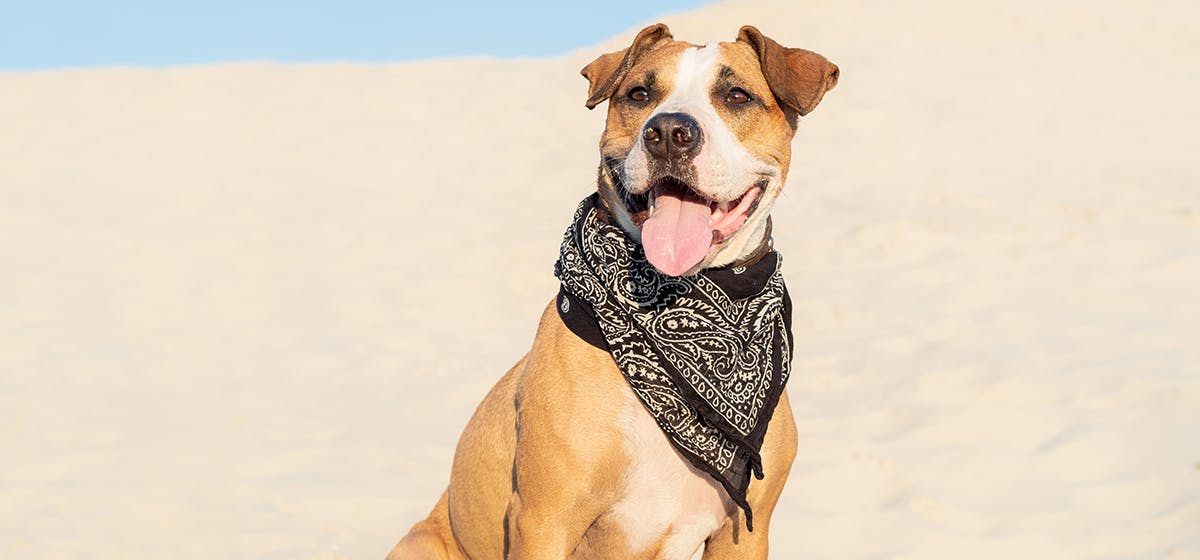 can dogs survive extreme heat