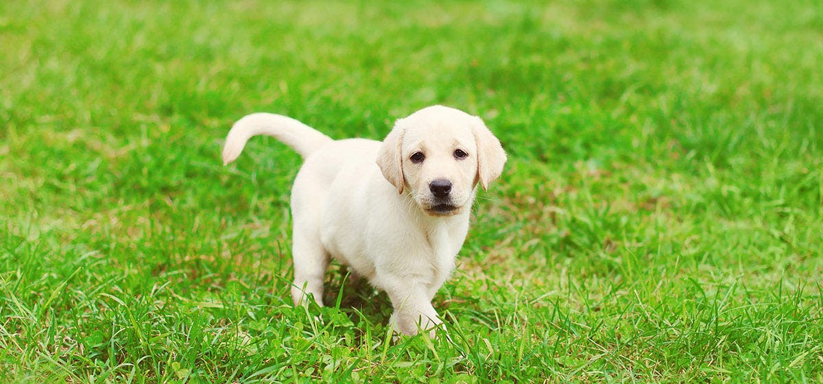 oldest living dog breed