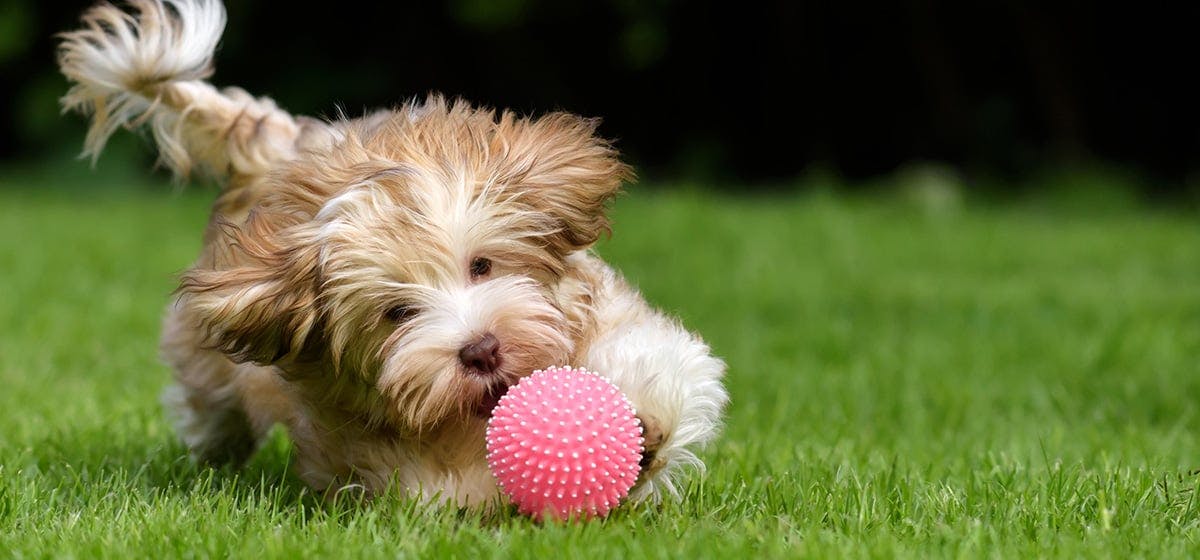 Dogs Playing Fetch