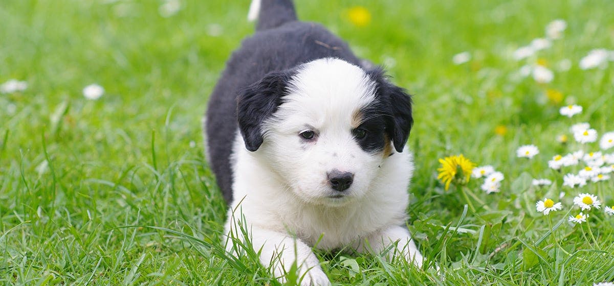 can-dogs-feel-heat-on-their-paws