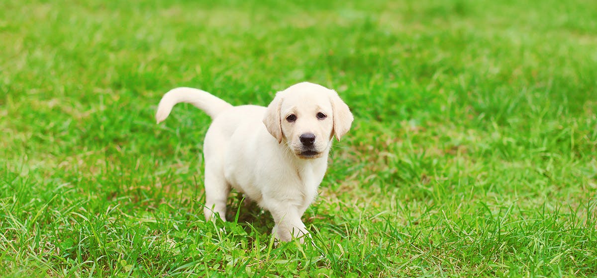 Can Dogs See Long Distance Wag