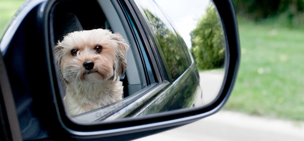 can-dogs-see-in-mirrors