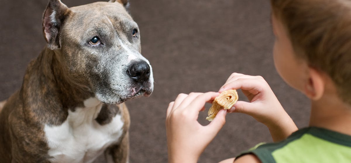 what can dogs smell on humans