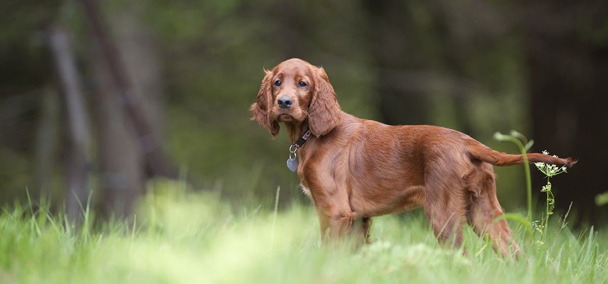 is it normal for a dog to walk backwards