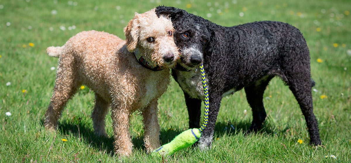 brother and sister dogs mate