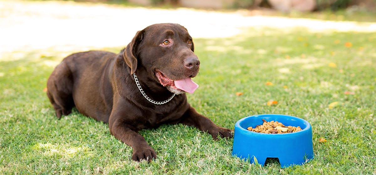 Can Dogs Taste Dragon Fruit Wag