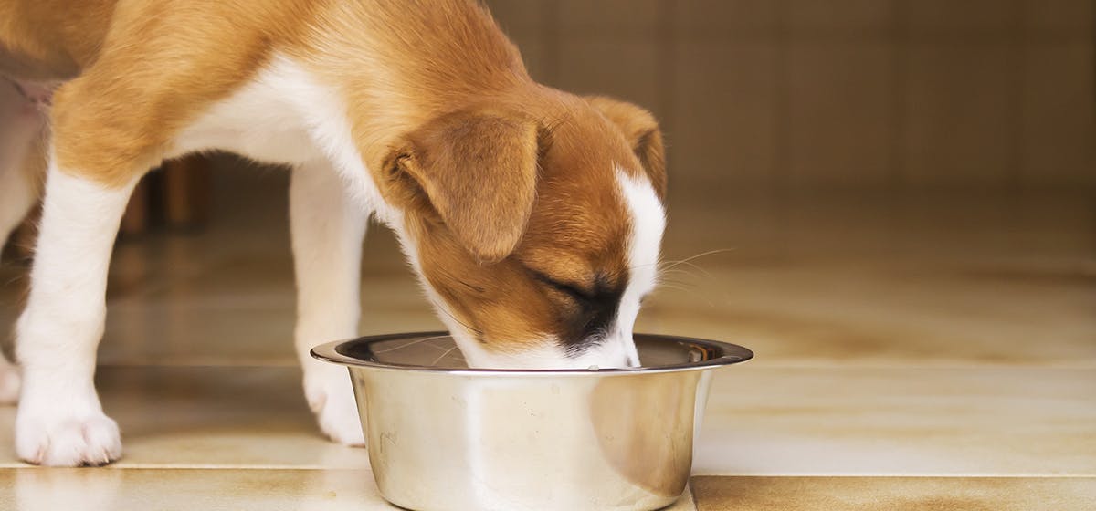 is apple cider good for dogs to drink