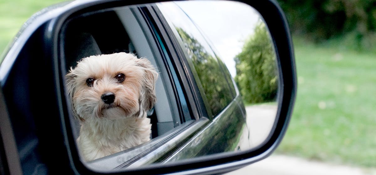 why do dogs stare at the mirror