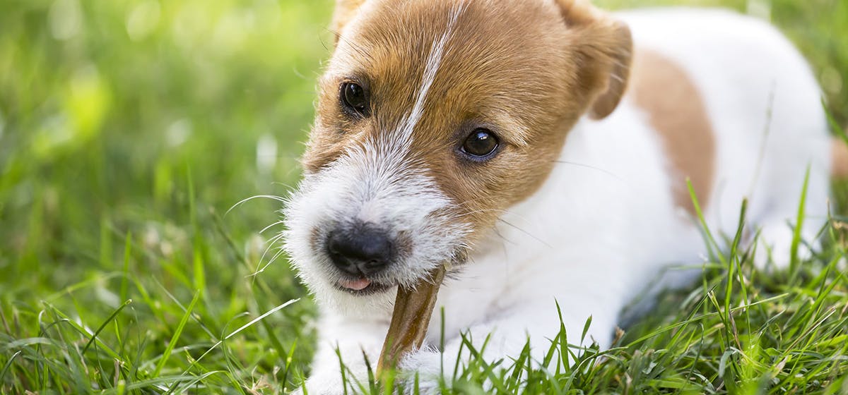 are bones easily digested by a jindo