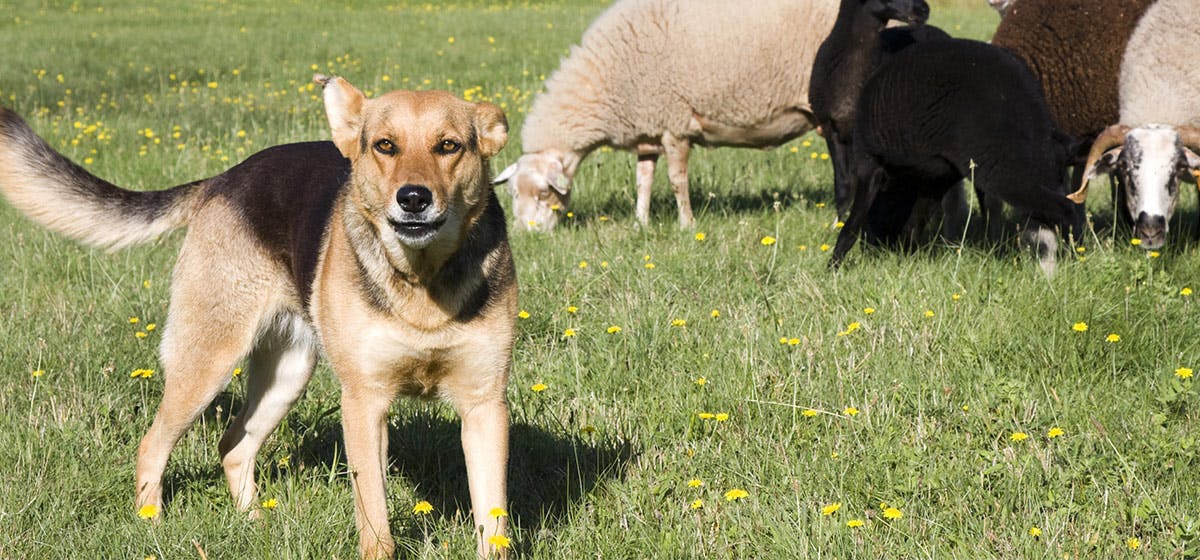 Dogs that live with hot sale sheep