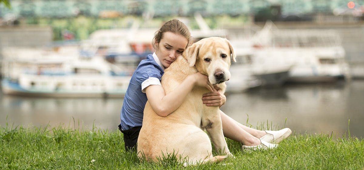 can dogs tell if your sad