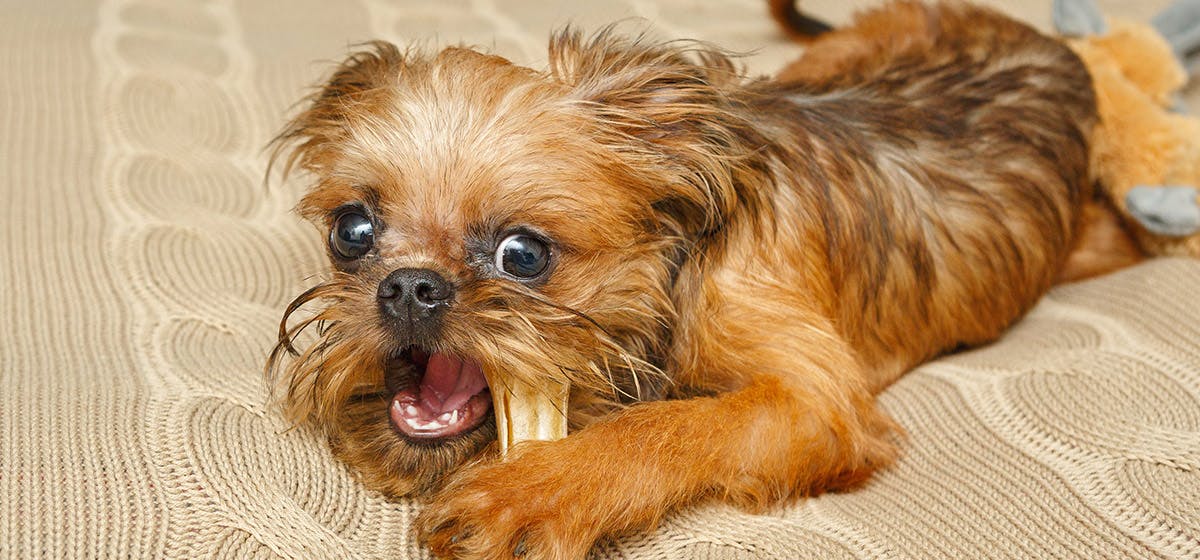 store bought bone broth for dogs