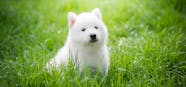 Can Dogs See Green Light Wag 
