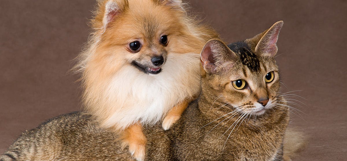 are dogs and cats living longer