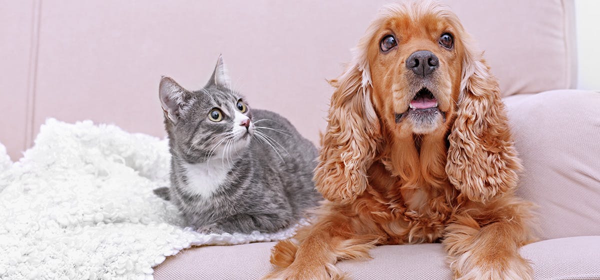 are cats senses better than dogs