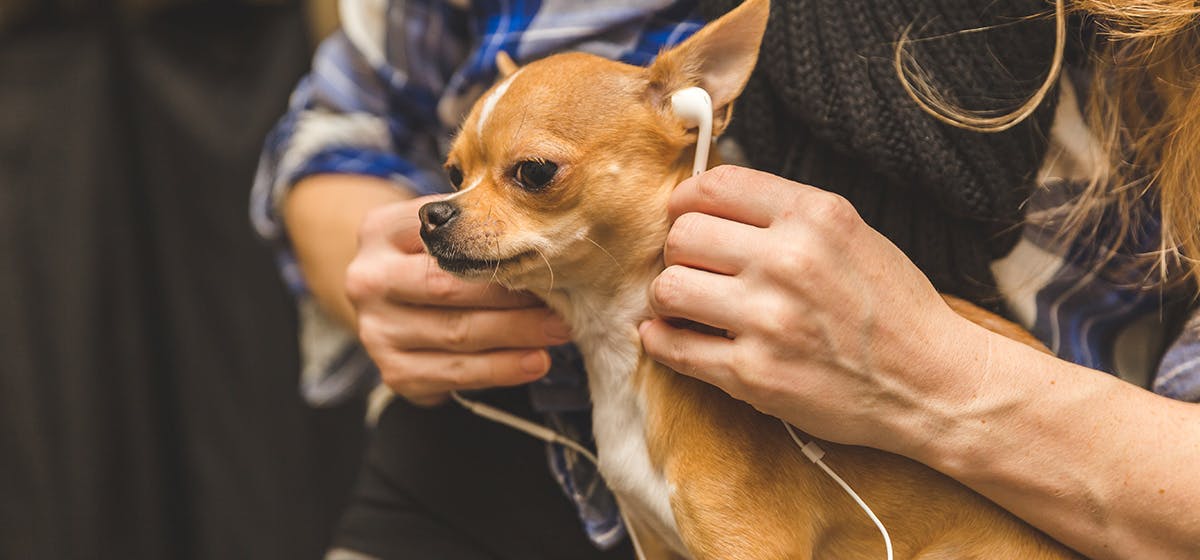 dog hearing frequency