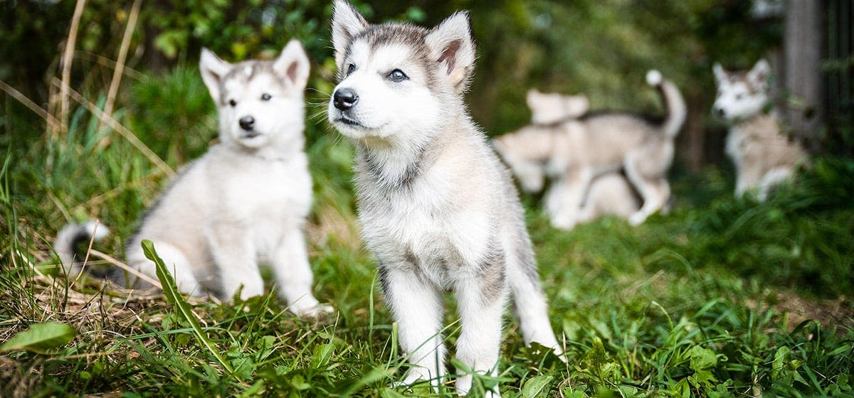 what frequency can only dogs hear