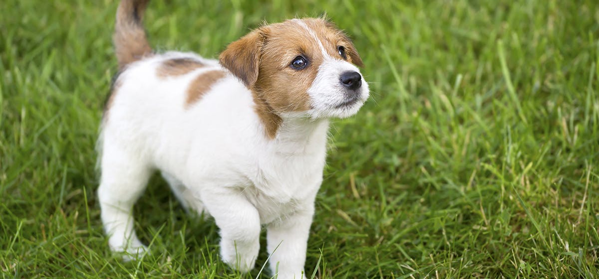 can-dogs-feel-cold-in-their-feet