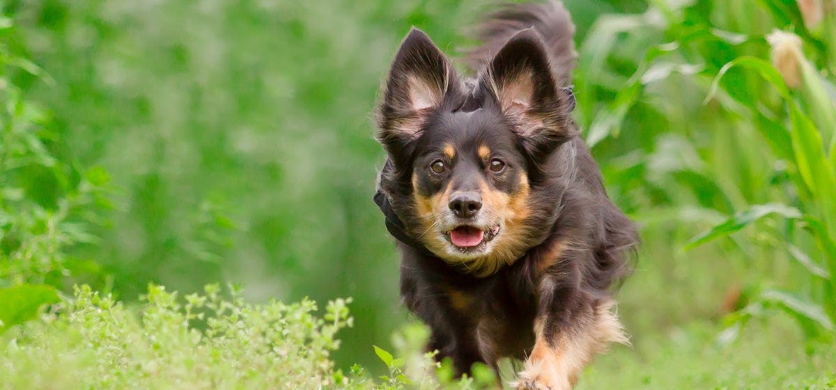 can-dogs-live-with-guinea-pigs