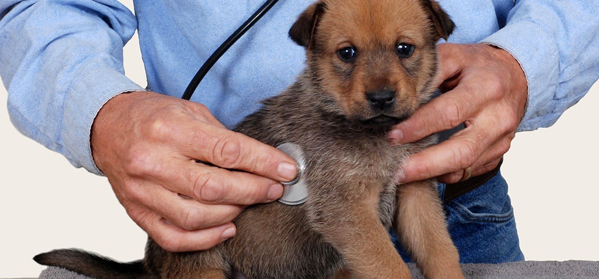 how-long-can-dogs-live-with-untreated-cancer