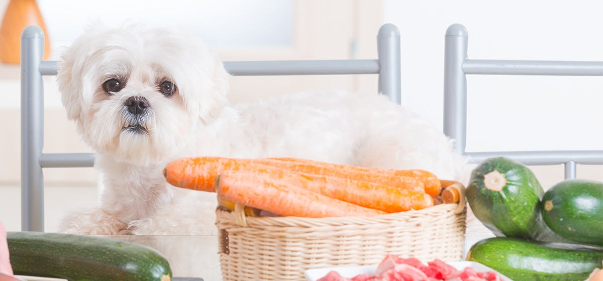 Can Dogs Live on a Vegetarian Diet? Wag!